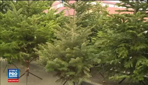 De ce golesc romanii rafturile inainte de Craciun desi magazinele vor fi inchise o zi: Asa suntem noi, asa ne e cresterea