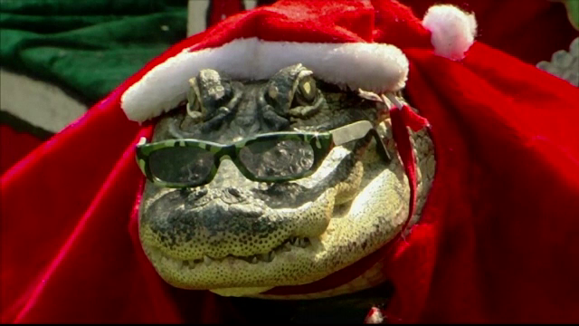 O americanca excentrica si-a luat un aligator drept animal de companie. Cum arata Rambo imbracat in haine de sezon