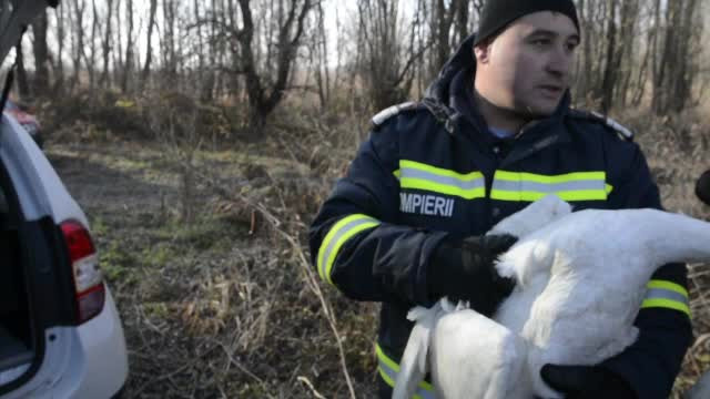 Interventie mai putin obisnuita a pompierilor din Galati. O lebada ranita, aflata pe raul Prut, a avut nevoie de ajutor