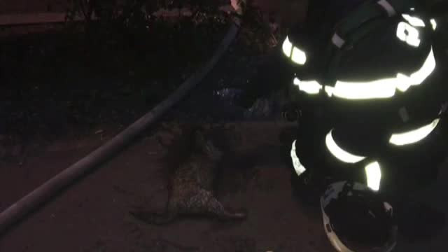 Trei pisici si un catel, salvati dintr-un incendiu de pompierii din Timisoara. Salvatorii au resuscitat una dintre feline