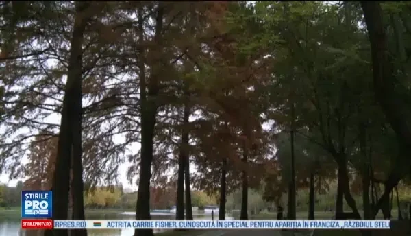 Horoscop 24 decembrie 2016. Berbecii se trezesc cu invitatie neasteptata iar Leii ar putea face pasul decisiv in relatie