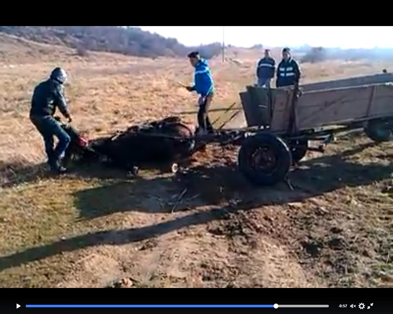 Patru tineri din Dambovita tortureaza cu cruzime un cal inhamat la caruta. Reusise sa scape, dar l-au legat din nou. FOTO