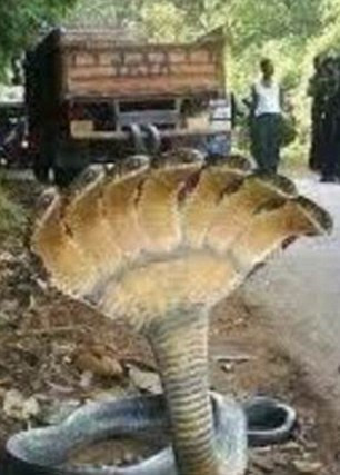 Fotografiile virale care au pacalit internetul in 2016. Care au fost cele mai mari "minciuni" ale anului