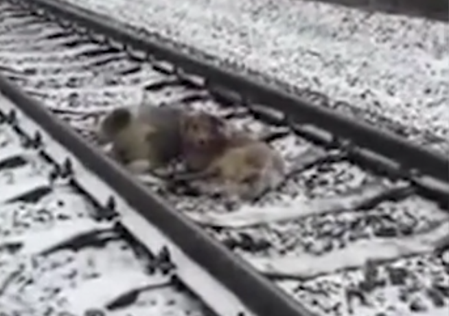 Un caine din Ucraina a stat doua zile langa partenera sa ranita. Nu s-a miscat nici cand era sa fie calcat de tren. VIDEO