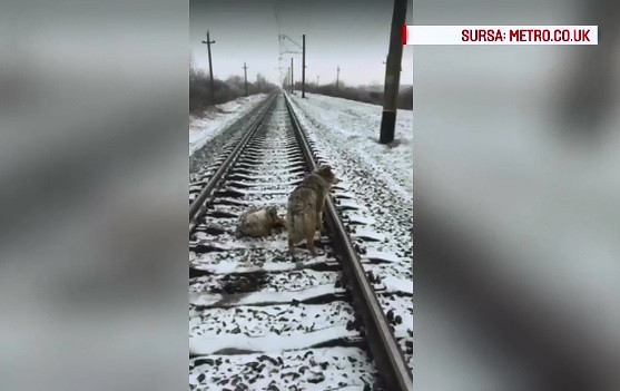 Poveste emotionanta intre doi catei, in Ucraina. Desi se aflau in pericol, nu s-au despartit niciun moment