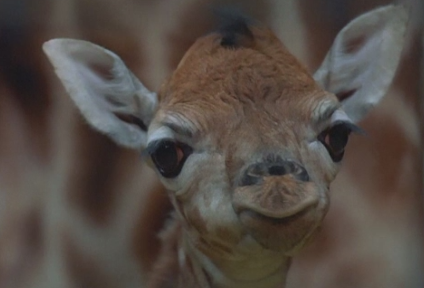 O girafa dintr-o specie rara a venit pe lume la Gradina Zoologica din Chester. Puiul masoara deja 2 metri inaltime