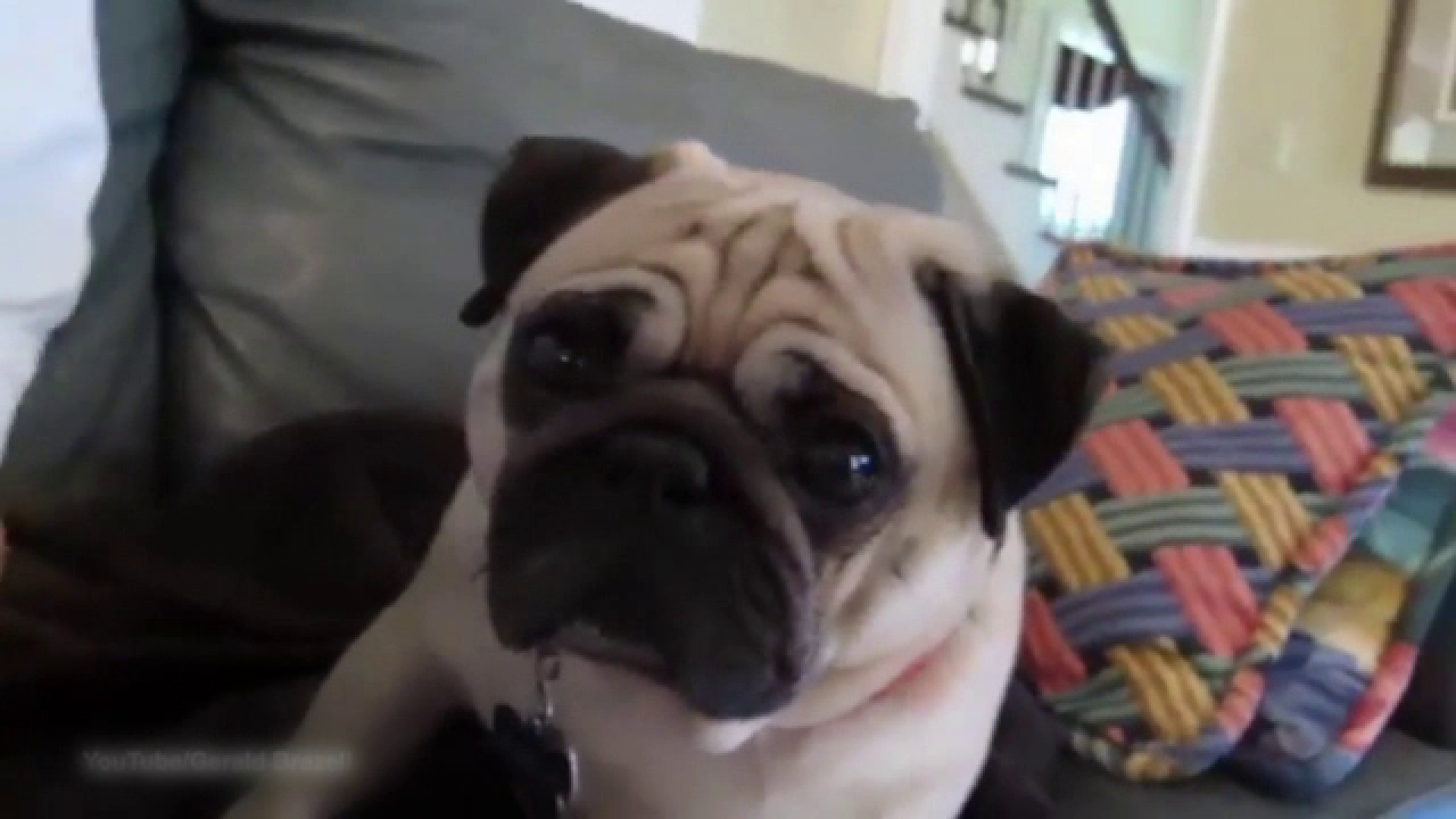 Cum reactioneaza un caine atunci cand este certat. Imaginilile au devenit viral pe internet