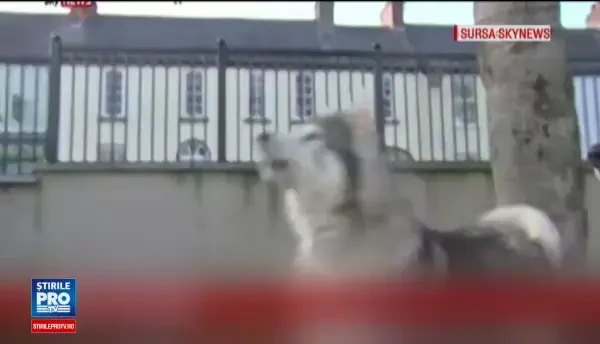 Ferma din Irlanda de Nord din care provin animalele din serialul Urzeala Tronurilor. Ne-a salvat de la faliment