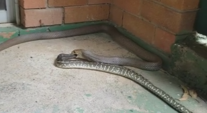 Scenele rare la care au asistst doi australieni chemati sa prinda un sarpe din casa: "Nu am mai vazut asa ceva pana acum"