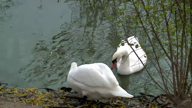 Caz nou de gripa aviara la o lebada din Delta Dunarii. Masura luat medicii veterinari pentru izolarea focarului