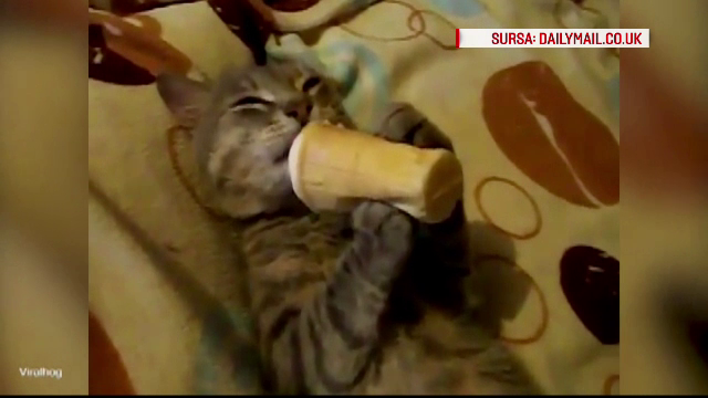 Viralul inceputului de an: felina care se relaxeaza in pat si "devoreaza" o inghetata