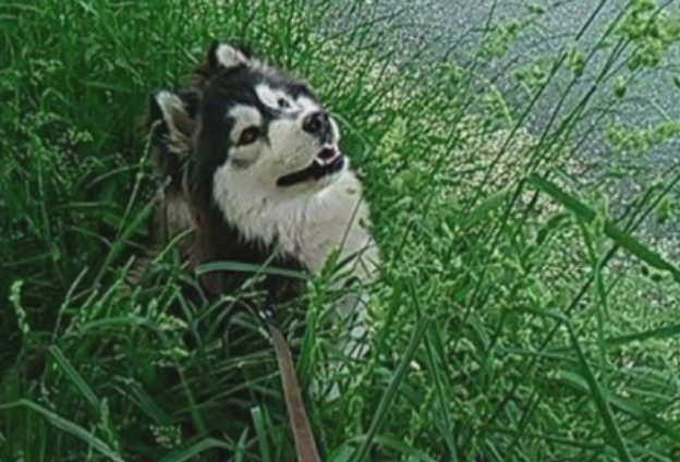 Zeci de caini au fugit din curti in noaptea de Revelion, speriati de petarde. Internetul s-a umplut de mesaje ale stapanilor