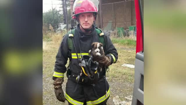 Un caine salvat dintr-un incendiu, de un pompier, a devenit mascota institutiei. "Nimeni nu credea ca va supravietui"
