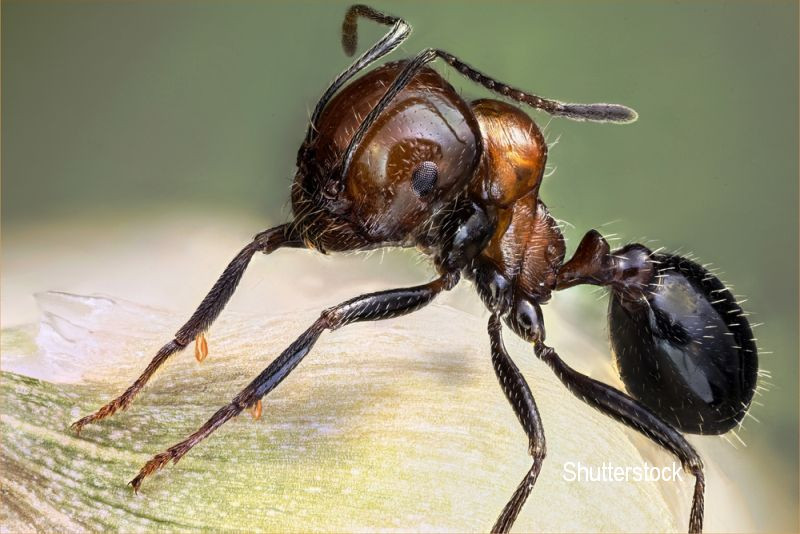 Misterul furnicilor care au supravieţuit fără hrană într-un buncăr nuclear din 1992 şi până azi