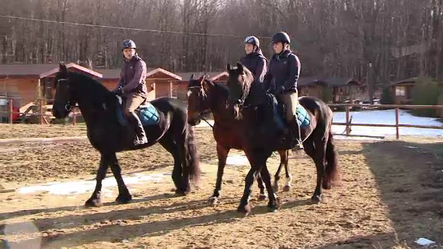 Politistii ieseni vor avea "colegi" noi, care vor intoarce toate privirile. Exemplarele au costat 20.000 de euro