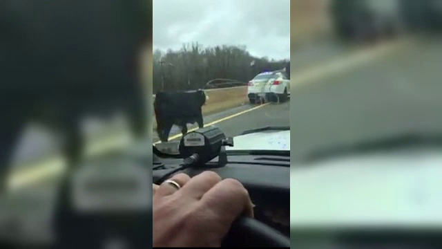 Un cowboy a prins un vitel fugar, in timp ce se afla pe capota unei masini in mers. Cascadoria a fost filmata