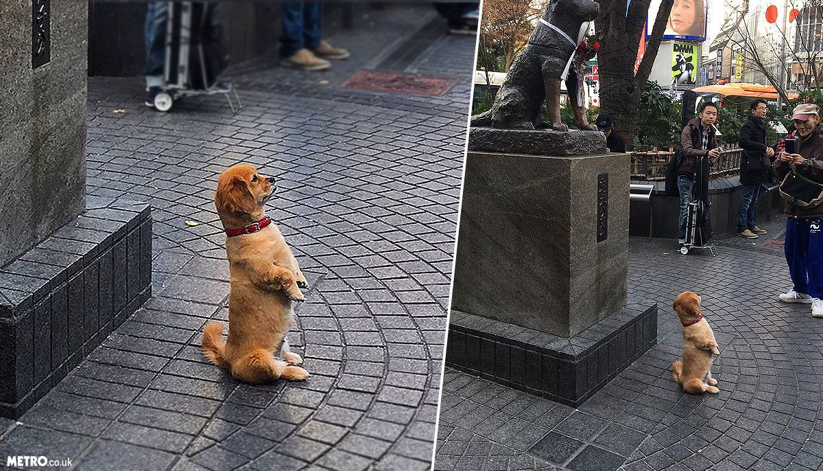 Catelusul care a cucerit inimile tuturor dupa ce aceasta poza s-a viralizat. Ce statuie apare in spatele lui