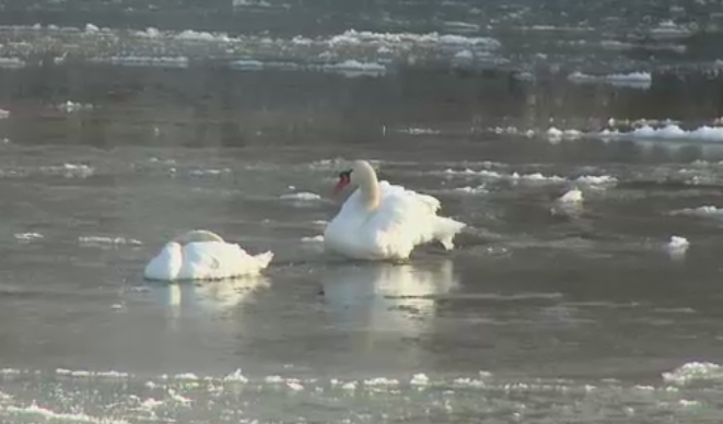 Pompierii din Pitesti au salvat mai multe lebede prinse in gheata de pe raul Arges. Temperaturile au coborat la -12 grade
