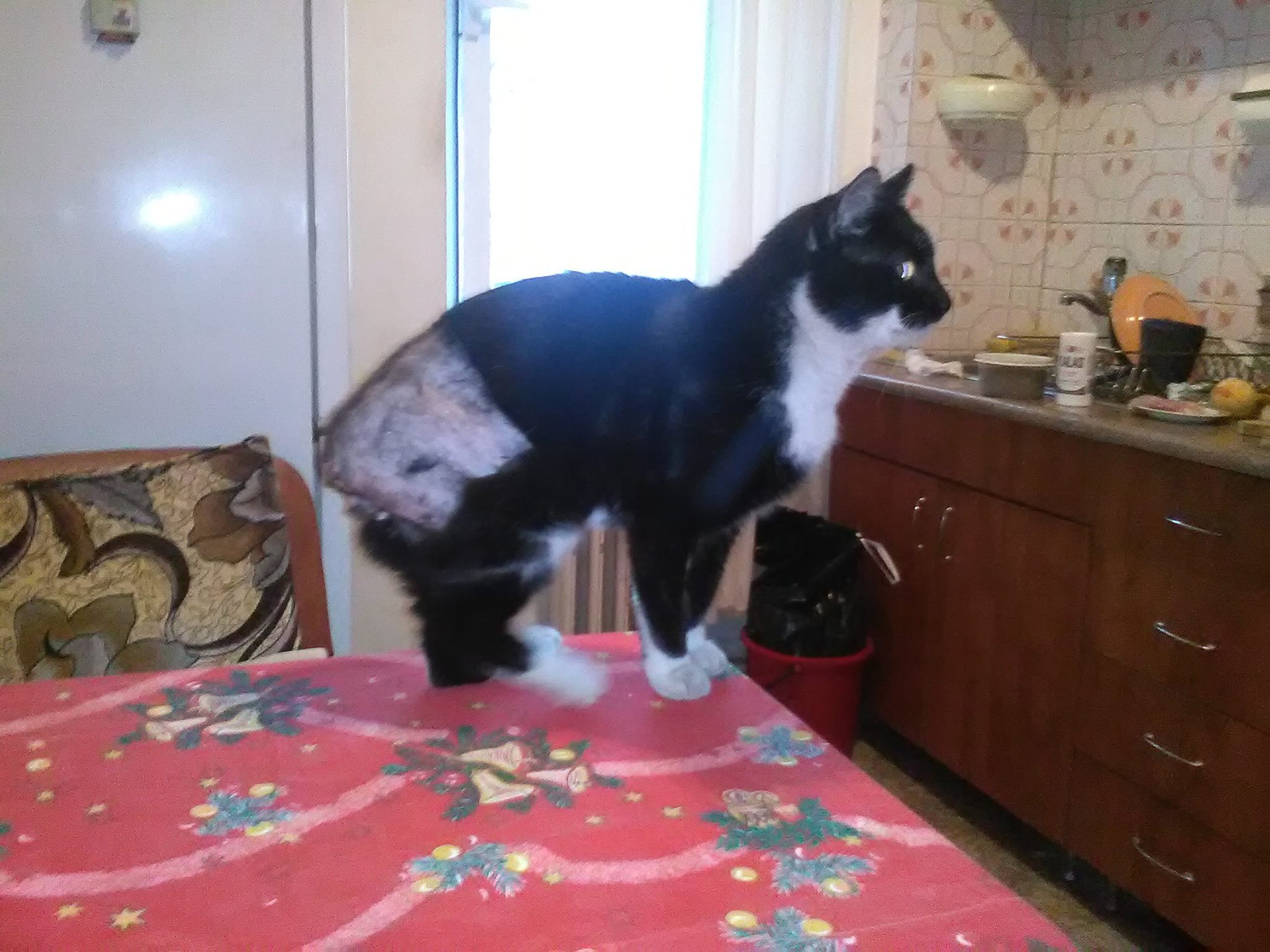 Imagini SOCANTE cu o femeie care da foc unei cutii de carton in care se adaposteau de viscol 2 pisici: "Nu suporta mirosul"