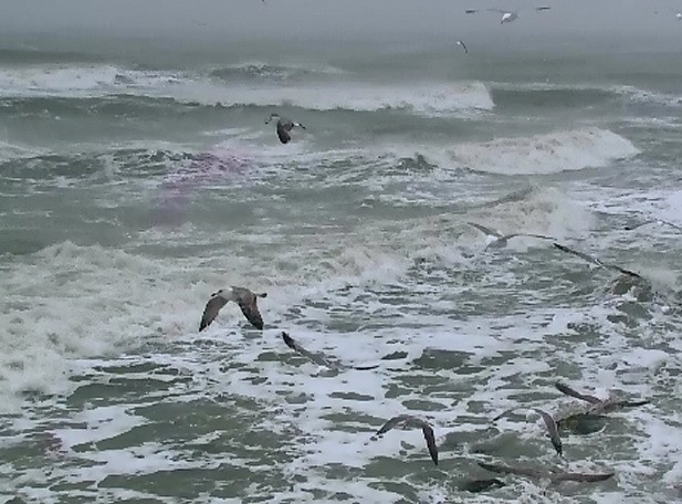 Dunarea este acoperita de sloiuri de gheata care pun in pericol navigatia. Autoritatile sunt in alerta