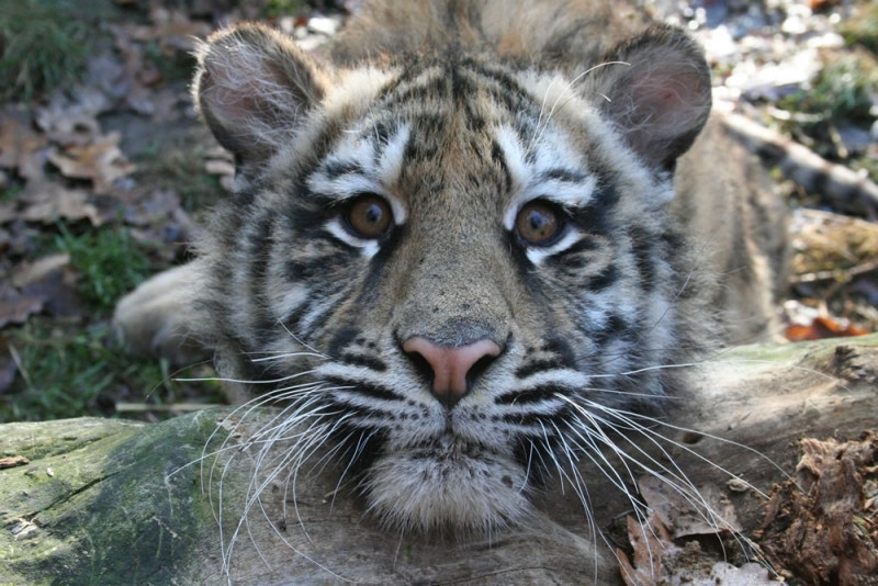Cum fac fata gerului animalele de la ZOO. Maimutele s-au catarat pe calorifer, pentru tigrii siberieni e vremea ideala