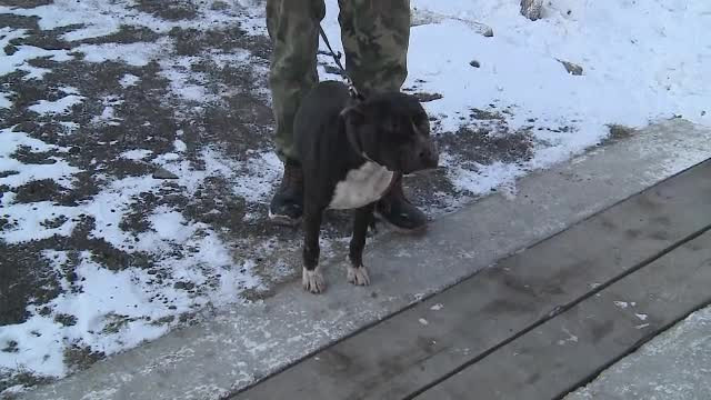 Un tanar si-a lasat cainele pitbull sa faca macel la o stana din Arad. Ciobanul a crezut initial ca au atacat sacalii