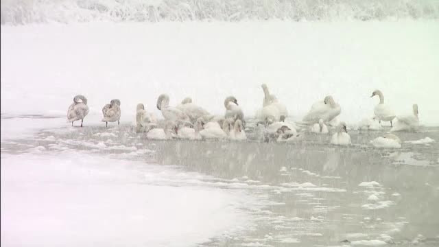 Frigul le face viata un cosmar animalelor. Zeci de lebede au murit, iar caprioarele cauta hrana si adapost in zonele populate