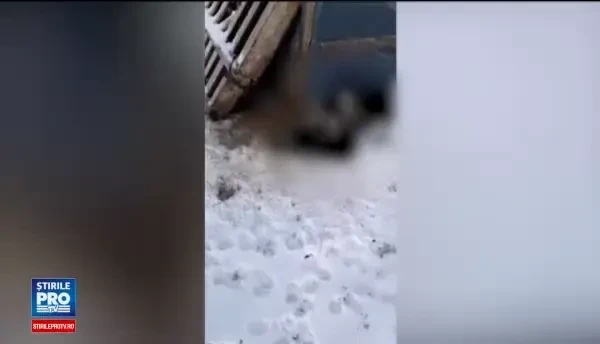 Un tanar si-a lasat cainele pitbull sa faca macel la o stana din Arad. Ciobanul a crezut initial ca au atacat sacalii