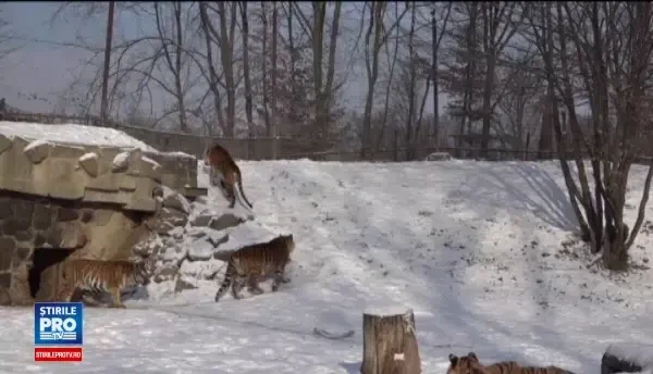 Cum fac fata gerului animalele de la ZOO. Maimutele s-auc atarat pe calorifer, pentru tigrii siberieni e vremea ideala