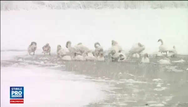 Frigul le face viata un cosmar animalelor. Zeci de lebede au murit, iar caprioarele cauta hrana si adapost in zonele populate