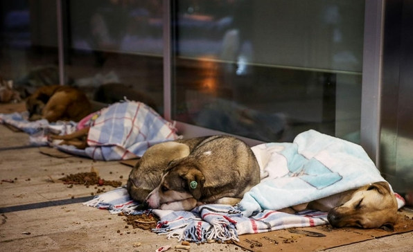 Imagini impresionante intr-un mall din Istanbul. Cativa maidanezi au primit paturi si mancare pentru a nu ingheta pe strazi