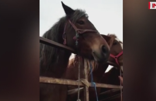 Caz revoltator in Satu Mare. Trei barbati, filmati in timp ce transportau cai legati si plini de rani pe un ger cumplit