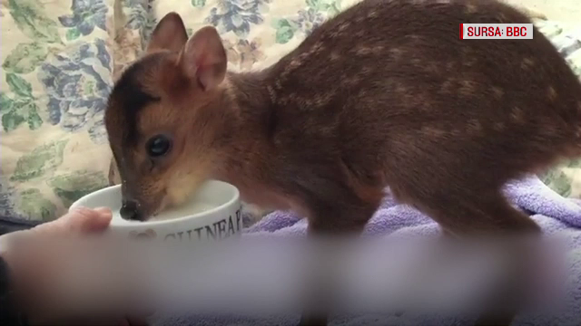 Un pui de caprioara din America a jucat rolul lui Bambi pe un lac inghetat. Mai multi coioti se pregateau sa o atace