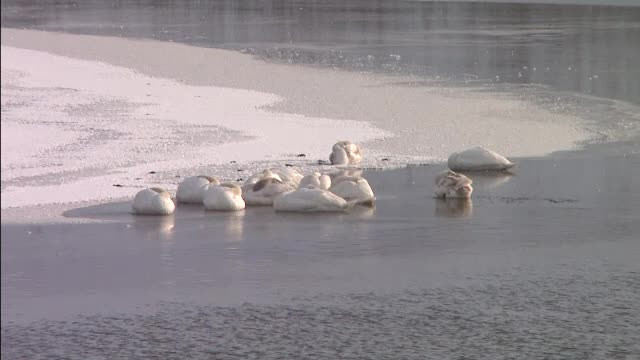 Misiune contracronometru pentru a salva lebedele de la inghet. Vanatorii si pompierii se lupta sa le ajute sa treaca iarna
