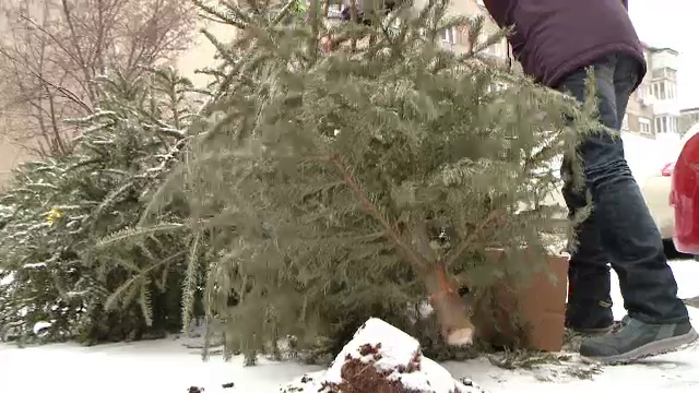 Unde ajung brazii sub care romanii au pus cadourile de Craciun. Unii ii planteaza in gradina, altii ii arunca pe geam