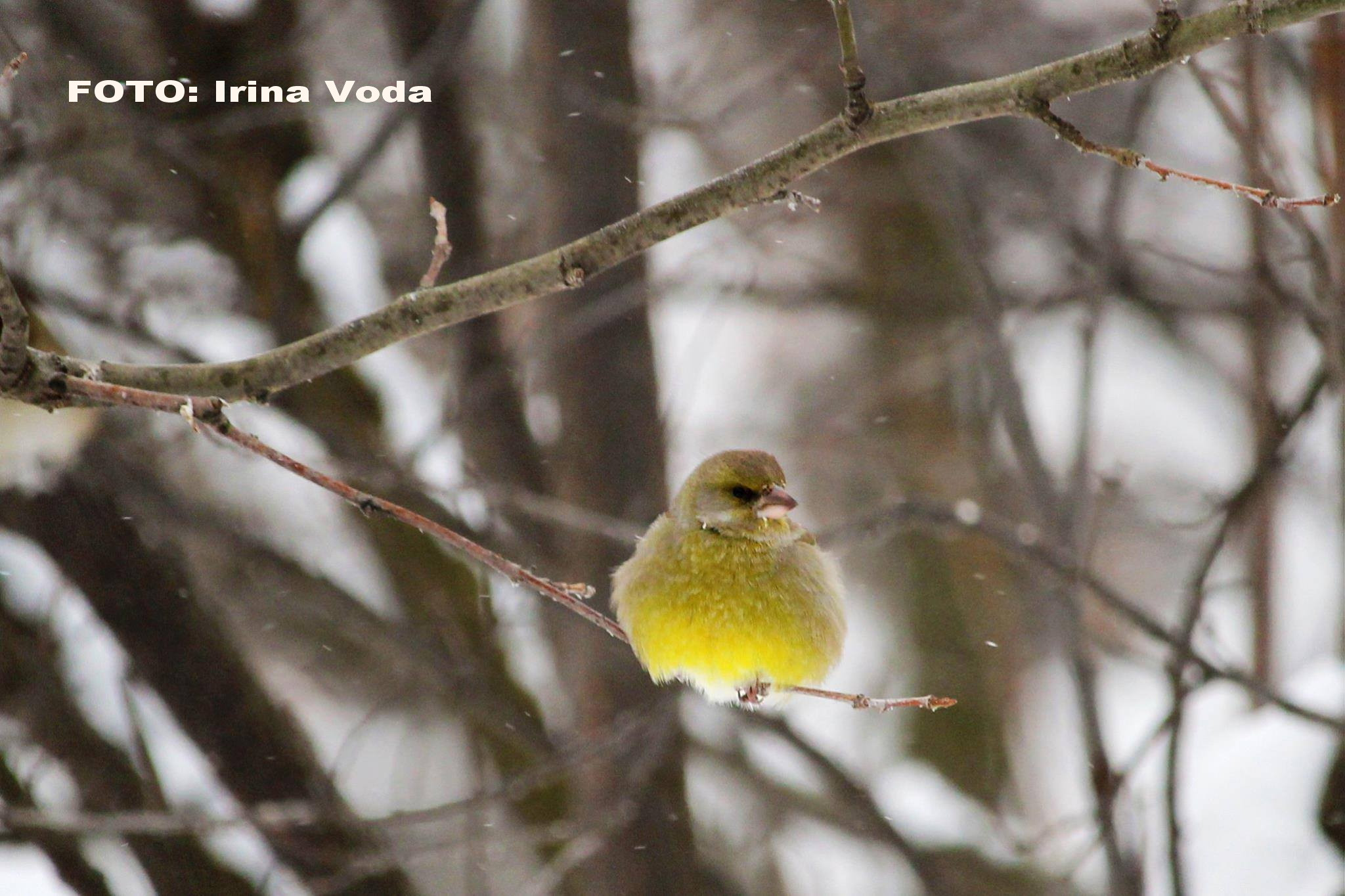 Pasarile din parcuri rezista greu gerului puternic din Romania. SOR: "Le multumim celor care din cand in cand le pun seminte"