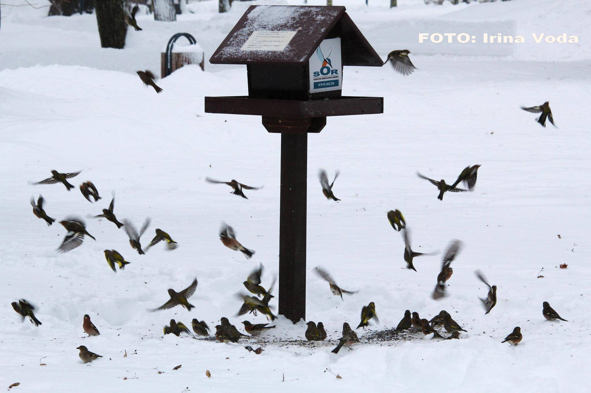 pasari afectate de gerul din Romania