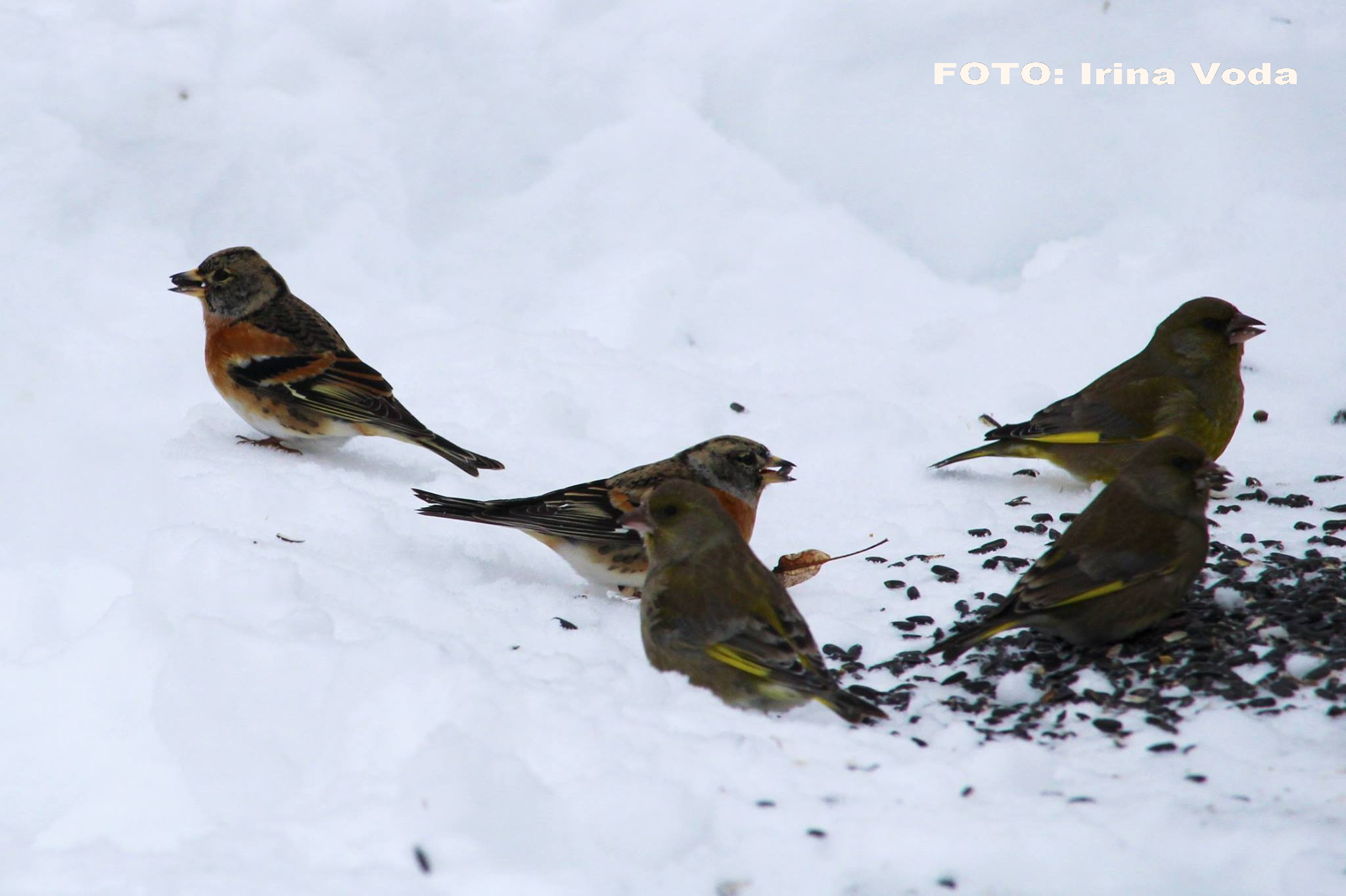 pasari afectate de gerul din Romania