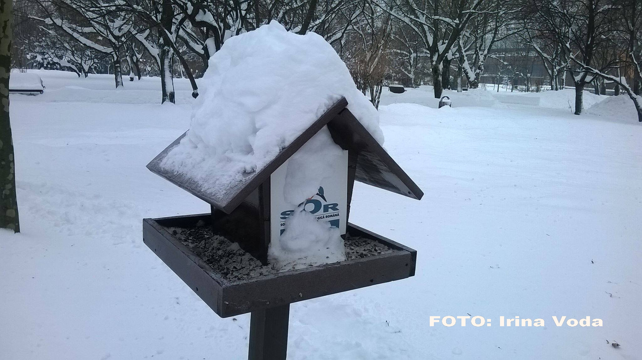 pasari afectate de gerul din Romania