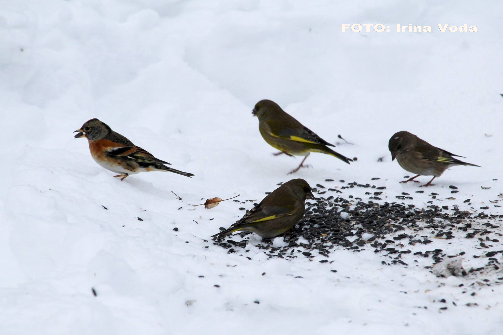 pasari afectate de gerul din Romania