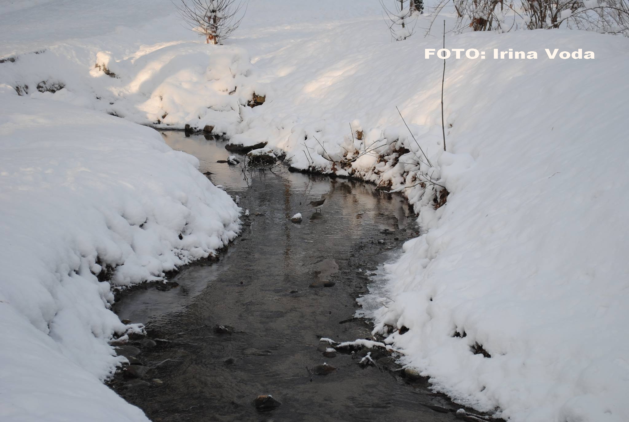 pasari afectate de gerul din Romania