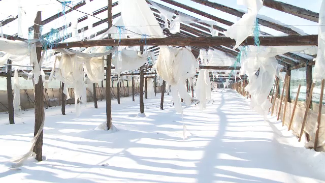 Serele din Romania au fost afectate de ger, iar pierderile financiare sunt enorme. Cum isi pot acoperi paguba fermierii