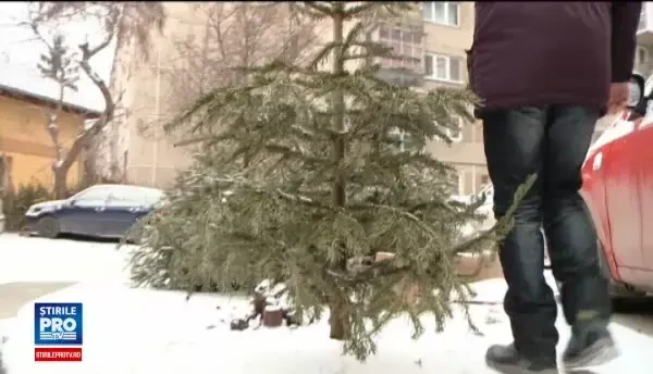 Unde ajung brazii sub care romanii au pus cadourile de Craciun. Unii ii planteaza in gradina, altii ii arunca pe geam