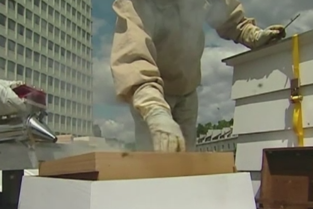 Insectele care vor fi de acum inainte sub protectie federala. Pesticidele din agricultura le “ameninta” cu disparitia