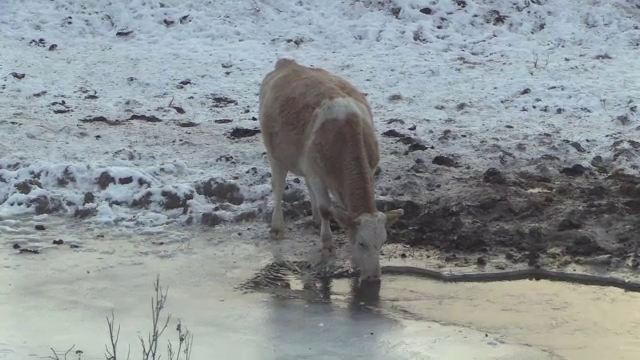 Trei vaci au fost gasite inecate, prinse in apa inghetata. De ce nu pot fi scoase din rau