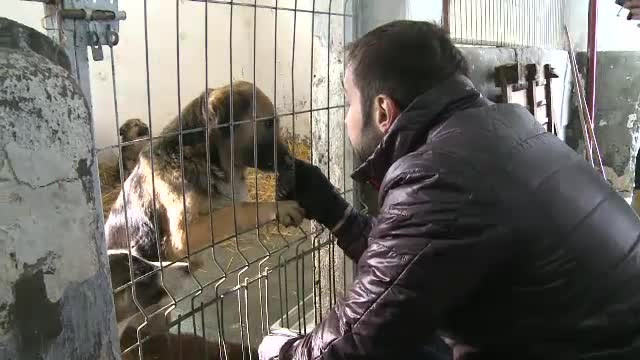 Sute de caini de la adaposturile din Capitala vor fi eutanasiati, daca nu vor fi adoptati. In 2016, au fost omorati 1.000