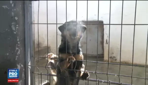 Sute de caini de la adaposturile din Capitala vor fi eutanasiati, daca nu vor fi adoptati. In 2016, au fost omorati 1.000