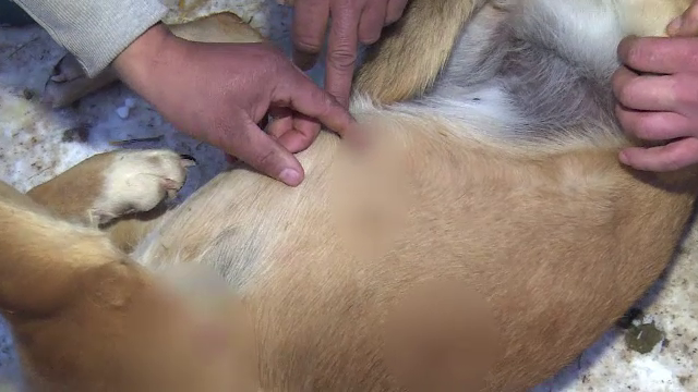 Dosar penal pentru impuscarea unui caine. "Am auzit un foc de arma, cand ma uit, unul in haine verzi fugea. Era vecinul"