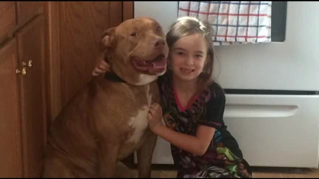 Caz complicat in SUA. Un avocat se lupta sa salveze de la moarte un pitbull, condamnat pentru uciderea unei pisici