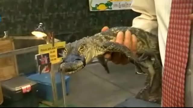 Desi avea botul legat, un aligator a gasit solutia pentru a se razbuna pe un reporter. "Iti bati joc de mine?"